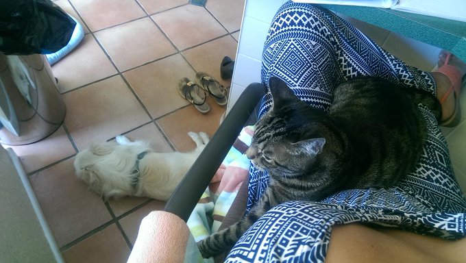 My animal kingdom hard at work lol http://t.co/cNgyo8dLQy<a href="/tag/latex"class="tags"><span>#latex</span></a><a href="/tag/fishnets"class="tags"><span>#fishnets</span></a><a href="/tag/footfetishfriday"class="tags"><span>#footfetishfriday</span></a>