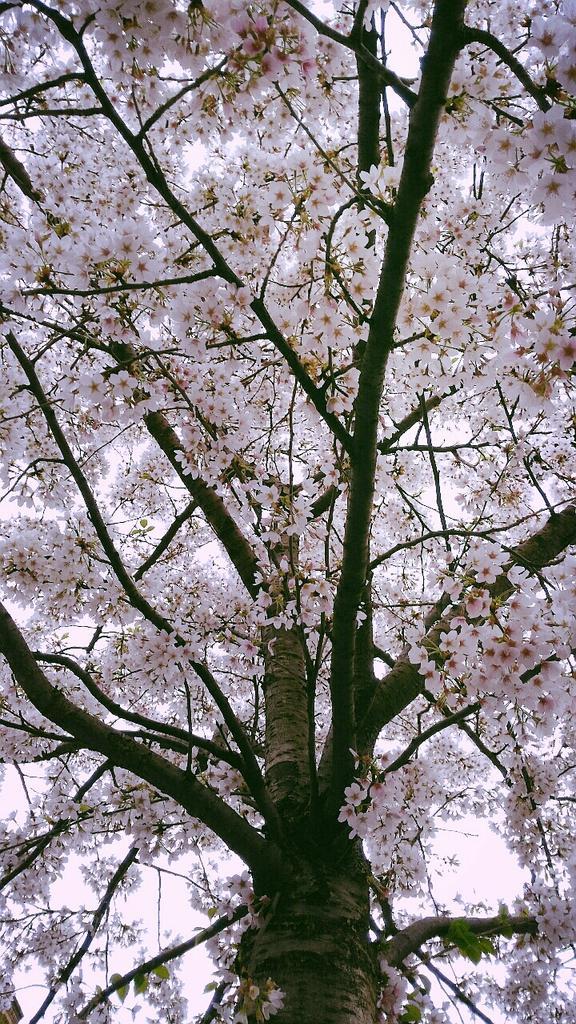 sita_rakkeel's tweet image. #BeautifulSpring #Donosti