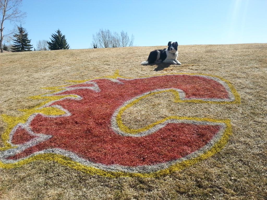 Down a few cans of marking paint but everyone knows who we are cheering for. #GoFlamesGo