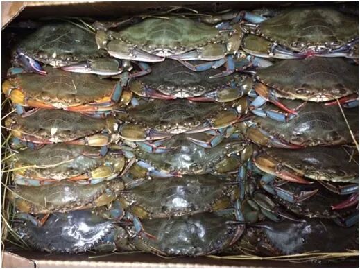 CoosaClub's tweet photo. They're back! Fresh softshell crabs tomorrow April 16 at the club while they last. Come enjoy before they are gone. http://t.co/0RNA1J7DTZ