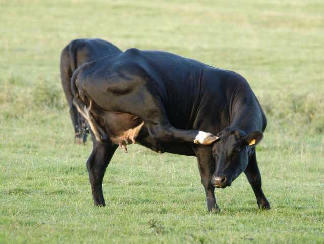 PigeonJon's tweet photo. Bet with a Cow that it couldn't Kick its own Head. Yep. The Cow Kicked its own Head. Stupid Cow.

I am in a Tree. http://t.co/yHksTOXC12