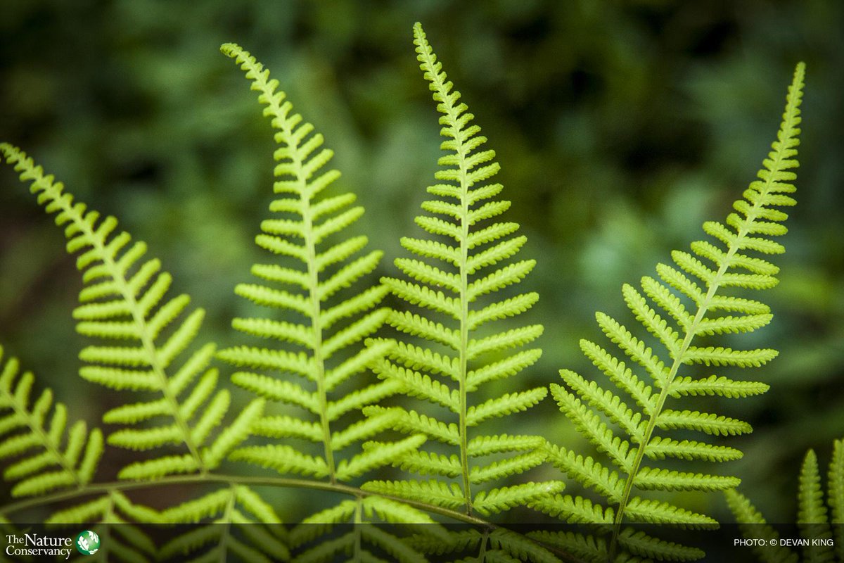 nature_org's tweet photo. Love nature, protect nature. #DailyThoughtsIn4Words http://t.co/0DB01hfMRx