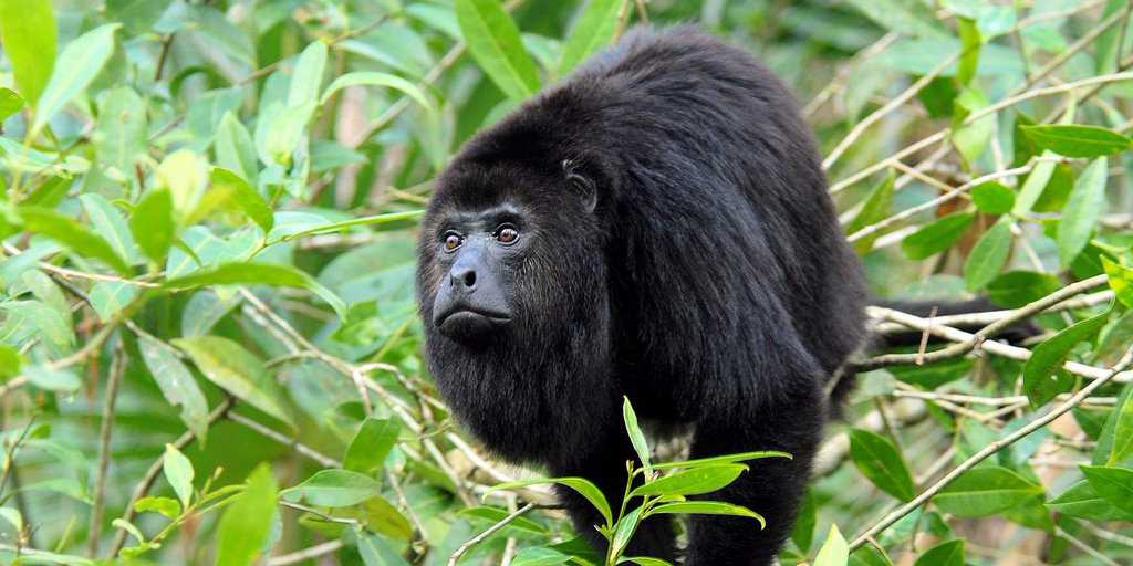 BusinessInsider's tweet image. Mexico has a shockingly high number of threatened and endangered species read.bi/1PP7QX0