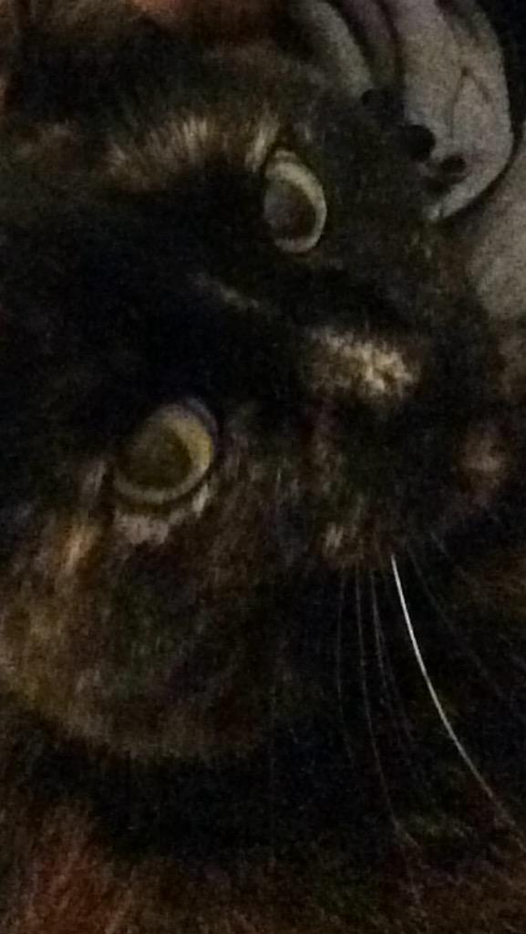 katyneilson's tweet image. @CraigThinkBig @O2 #O2HappyCat  there is always Donavon aka Donna aka Dogger