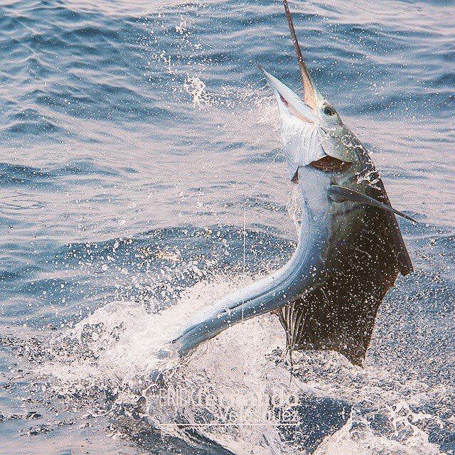 CaptHookFish's tweet photo. Beautiful catch #capthookfishing #guatemalafishing #sailfish #Guatemala http://t.co/PKZX751cIn