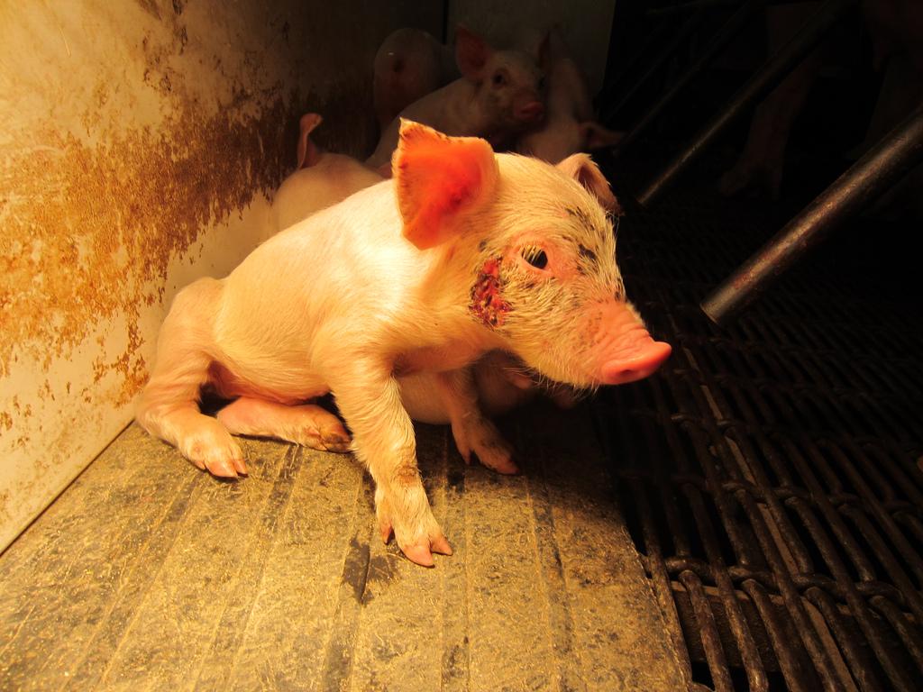 MercyForAnimals's tweet photo. End all factory farming. #DailyThoughtsIn4Words http://t.co/M4f9ujksQg