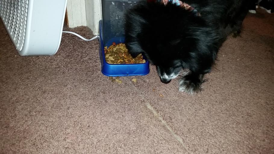 bislar40's tweet photo. Purina 1 Smart blend taste so good even the cat loves it. #ONEDifference #FreeSample http://t.co/1IUaCPVymD http://t.co/BAGlk1zpxc