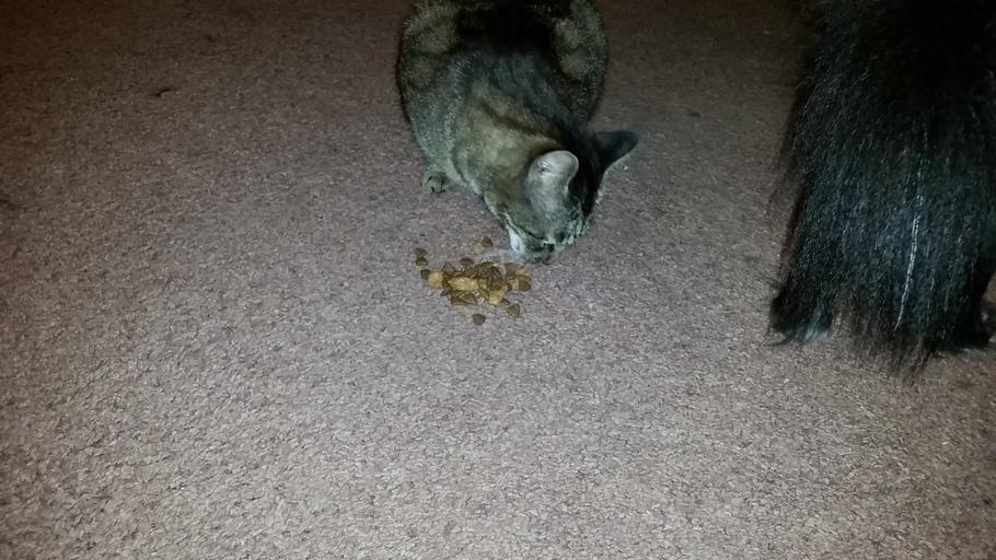 bislar40's tweet photo. Purina 1 Smart blend taste so good even the cat loves it. #ONEDifference #FreeSample http://t.co/1IUaCPVymD http://t.co/BAGlk1zpxc