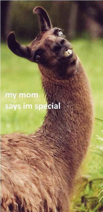 Media Tweets By Fatima Davila Solecita88 Twitter