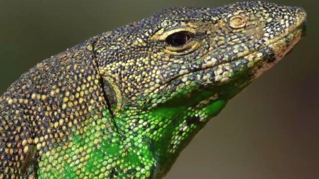 WESH's tweet image. Invasive lizards in Florida are eating people's cats bit.ly/1ODjmTU