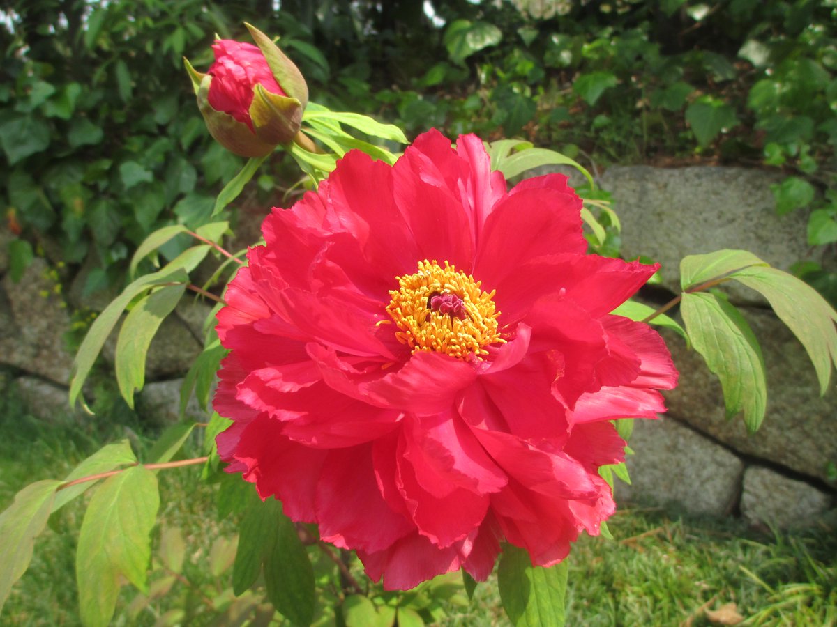 osotoweb's tweet photo. 見事に咲いてますね！ @parkykun バラの季節にはちょっと早いけど、浜寺公園ばら庭園には、バラ以外のお花もたくさんあるって知ってる？これからは、豪華な花が魅力のボタンが見頃！もう咲き始めているものもあるよ。　 #osotoweb http://t.co/oSPUqb7ggt