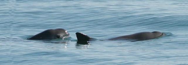 gobmx's tweet image. #México impulsa medidas para la protección de la #VaquitaMarina ow.ly/LFoYB