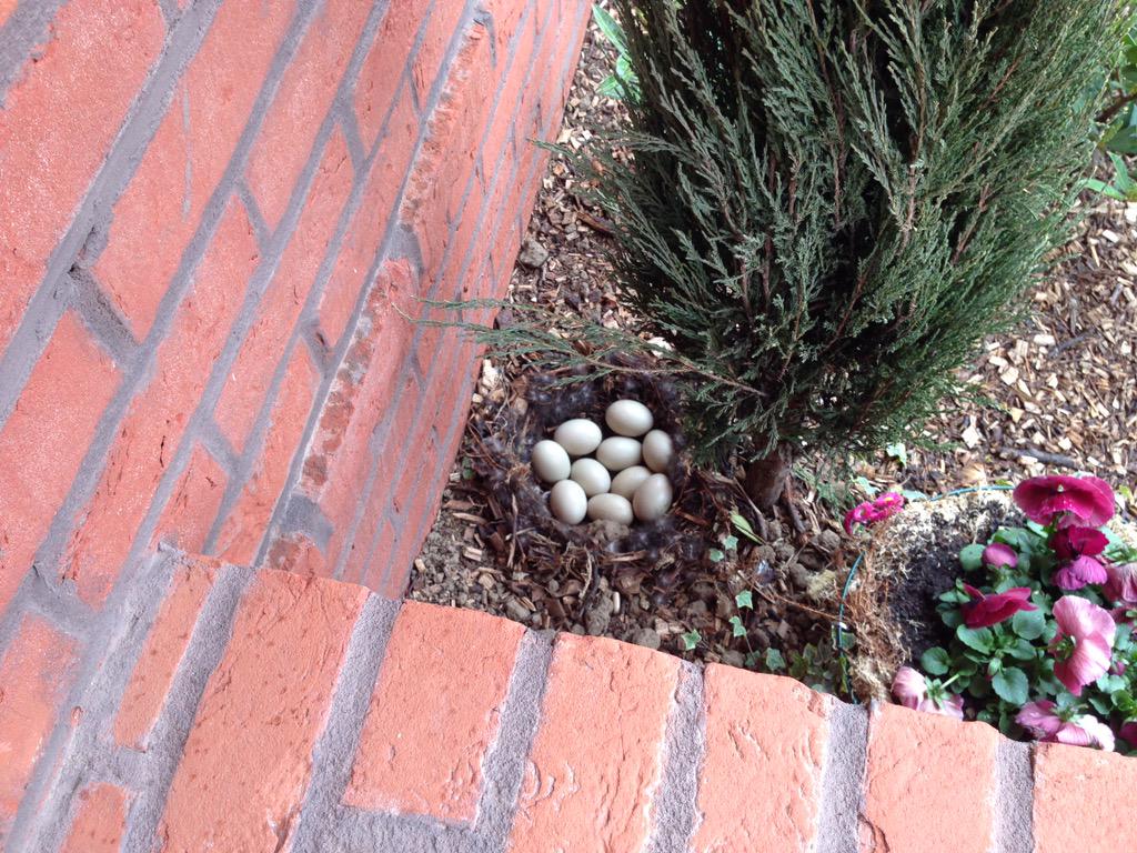 Our Ducks are having ducklings !! Many thanks for one of our residents for sending this in @RSPBNews