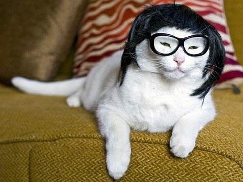 KittyCatVideo's tweet image. Listen up class