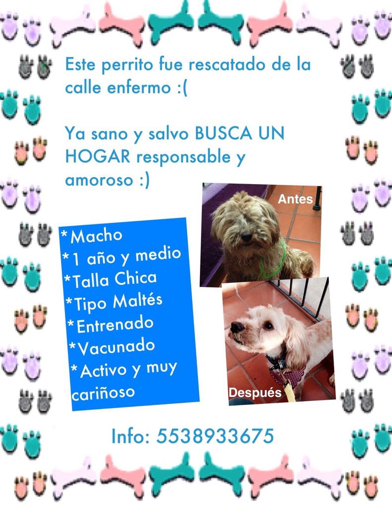 elcapiperez's tweet photo. Ayúdenme a encontrarle casa a esta ternura con patas RT http://t.co/mKtKd1gnBR