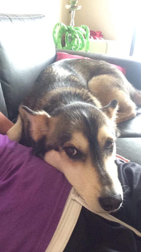 sooz_513's tweet photo. Needy dawg http://t.co/zIdBR5ebRl