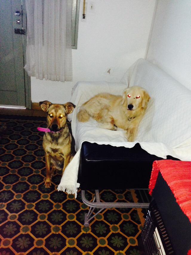 Natycg23's tweet photo. Hola gente!!! Acá estamos con mis perros por irnos a descansar! 😘😴 http://t.co/yS4ke0YI8b
