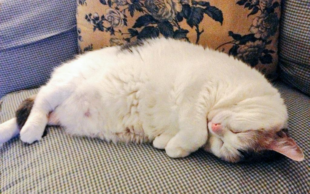 Daisy_Hills's tweet photo. #frumpycat http://t.co/H4EybbShEO