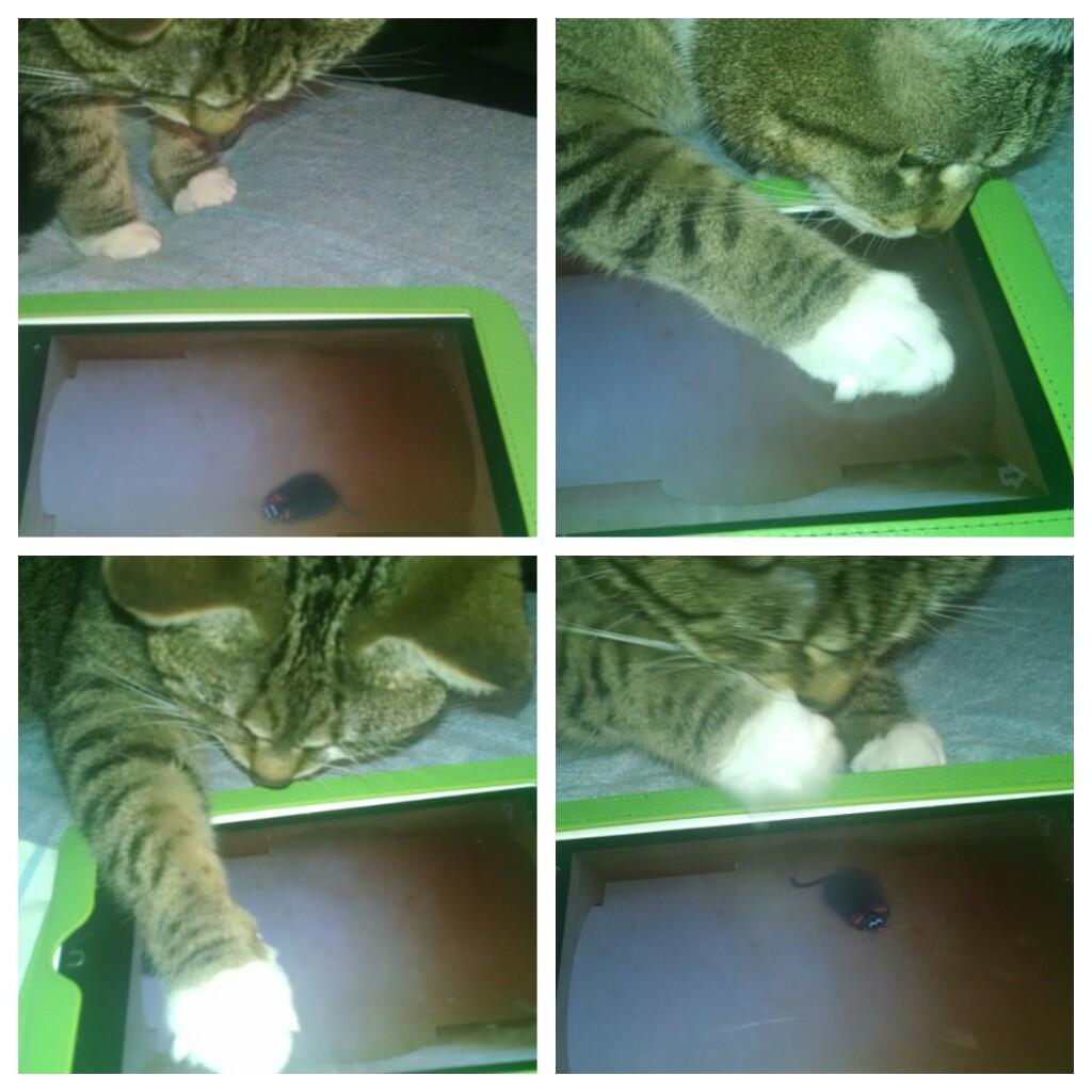 beamy40's tweet photo. #picsart #cattoy #catalone2 #androidapp
#ZuZu likes the mouse... Not be too fond of the spider http://t.co/uw7i3usFG1