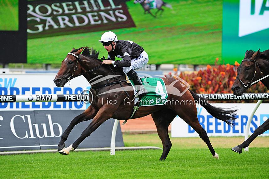 LisaGrimm9's tweet image. A son of #HighChaparral #ECUADOR is back Saturday for @GaiWaterhouse1 after 12 month absence. @atc_races