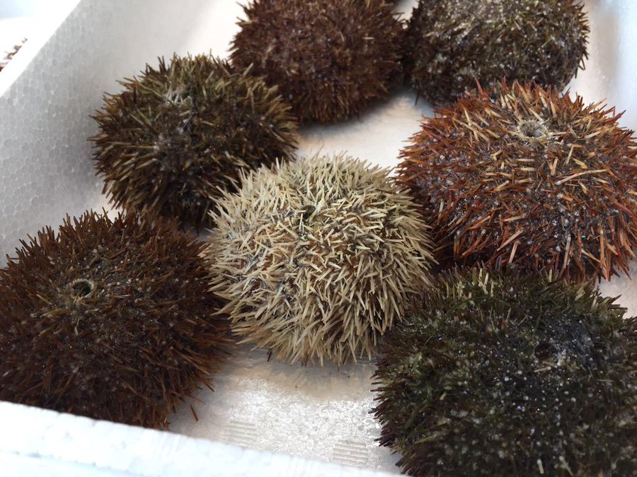 寿司 ウニの種類や産地を解説 本物のウニ ハマちゃんによる鮨のトリセツ