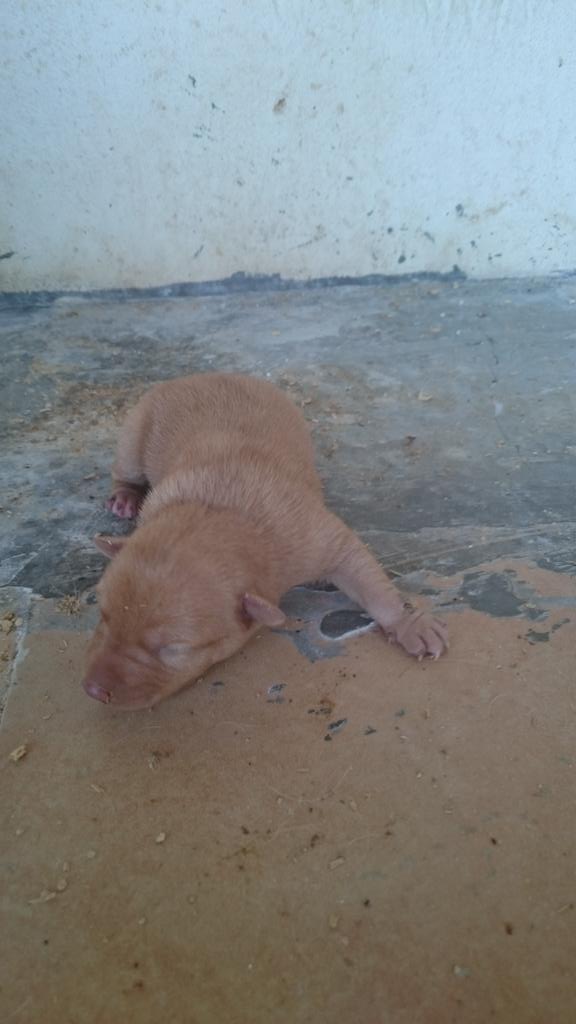 kiskonogues's tweet photo. Ya tienen unos días esta preciosos se vende vacunados y desparasitados un macho y una hembra http://t.co/HkXicnxGCJ