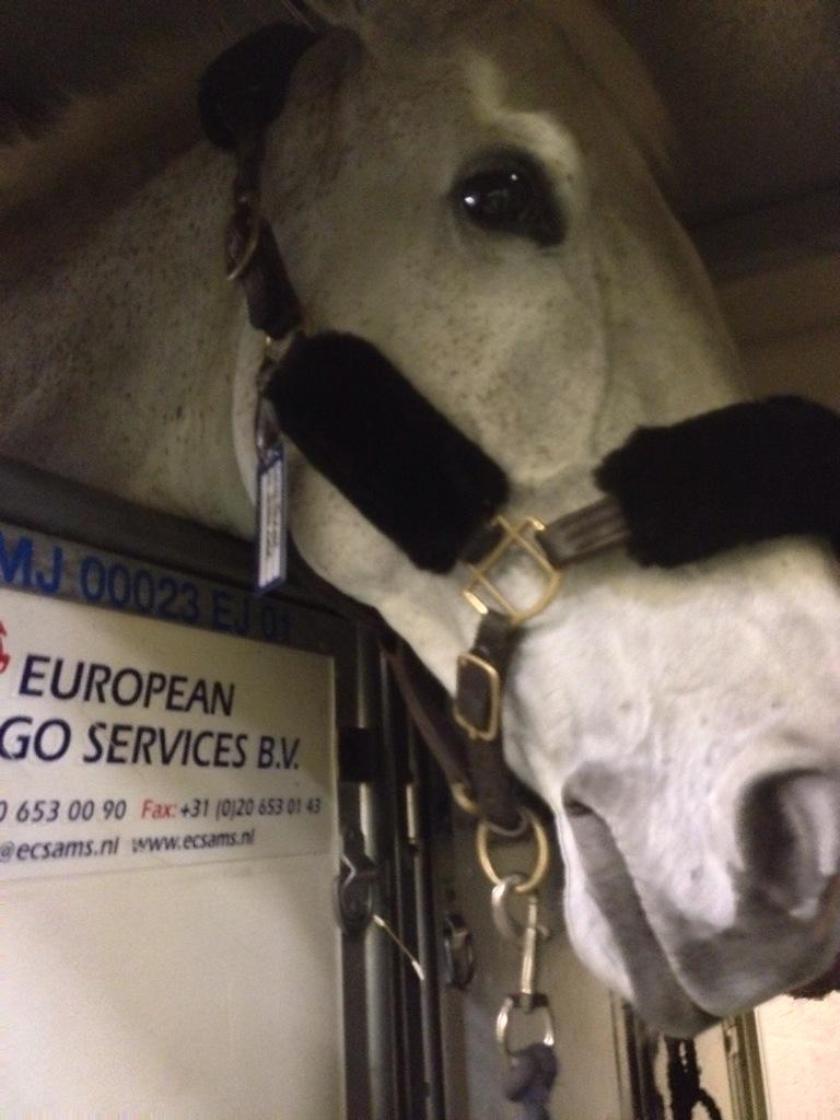 sharonmepham's tweet photo. All horses ready on the flight stalls so now it's our turn to check in. http://t.co/ETv7DlNkDH