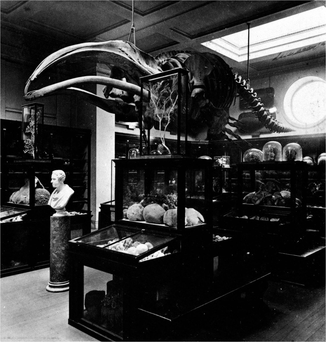 britishmuseum's tweet image. Sloane’s collection also ended up as the basis of @NHM_London and @britishlibrary! ow.ly/LGdFT
