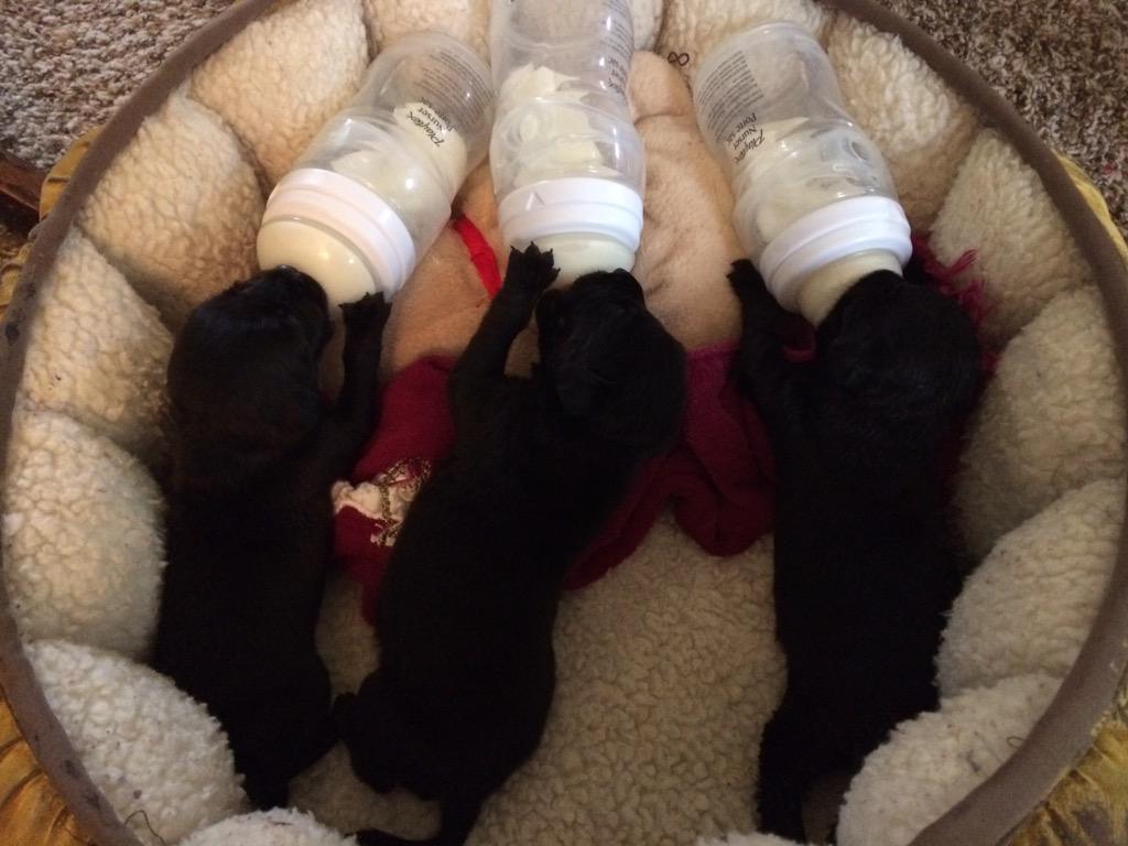 CEspasandin's tweet photo. Here are the brothers at their 3am feeding. Eyes are still closed! Approx 9 days old today. http://t.co/JL2nOib9QV