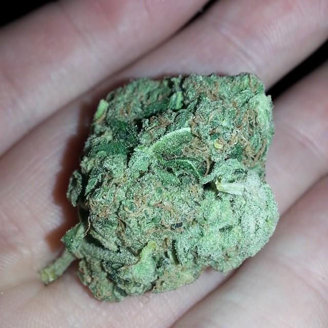 WEEDOFIG's tweet photo. New buds i just snagged #fadedoptics #KingsOfKushCo #Palm_Chron #RawLife247 #Weed420Feed #Chronic_Illness420 #Marij… http://t.co/2J08ulXd3g