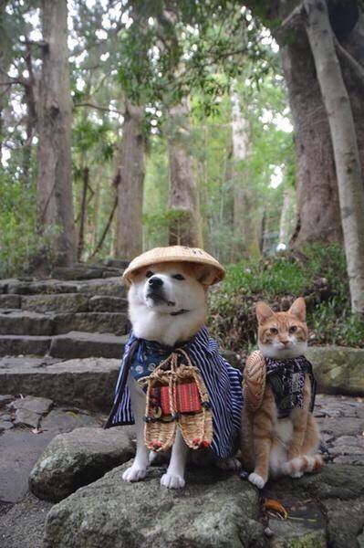 pbumeee's tweet photo. สองเพื��อนรัก แมวน้อยtorajiro กับ เจ้าชิบะkikuchiyo 🐱🐶 ไปไหนมาไหนด้วยกันทุกที่เลย cr:weibo http://t.co/wz08CvVOsq