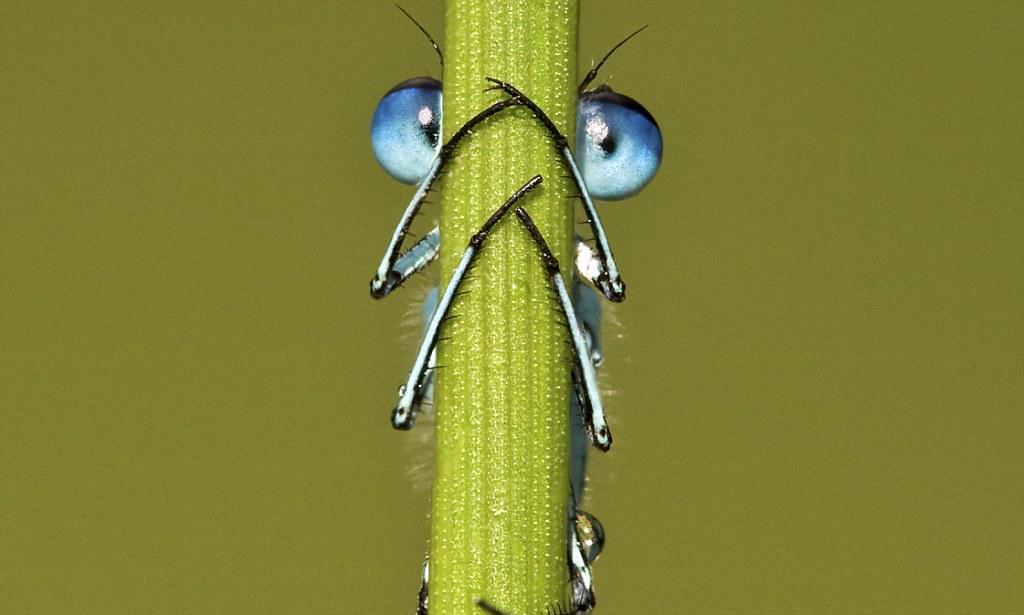 freefirefall tweet media