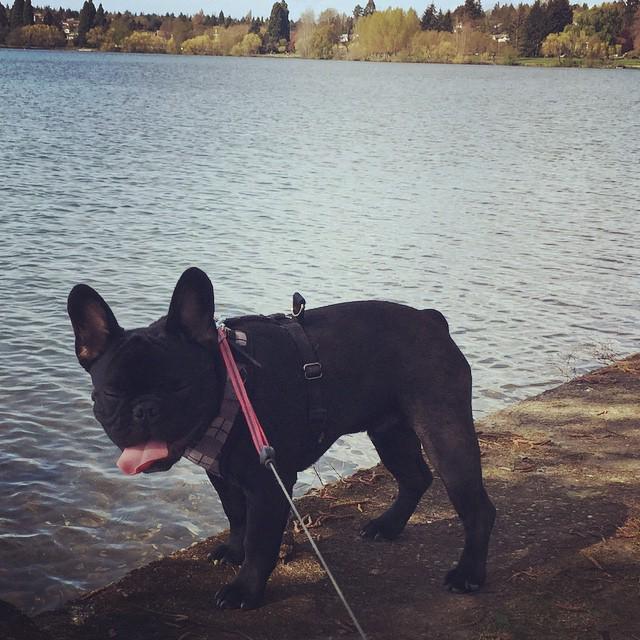 dillonthadude's tweet photo. #chillinwithdillon at greenlake #petsofinstagram #frenchiesofinstagram http://t.co/tKaKzzhCtk http://t.co/VcFS0f8rAY