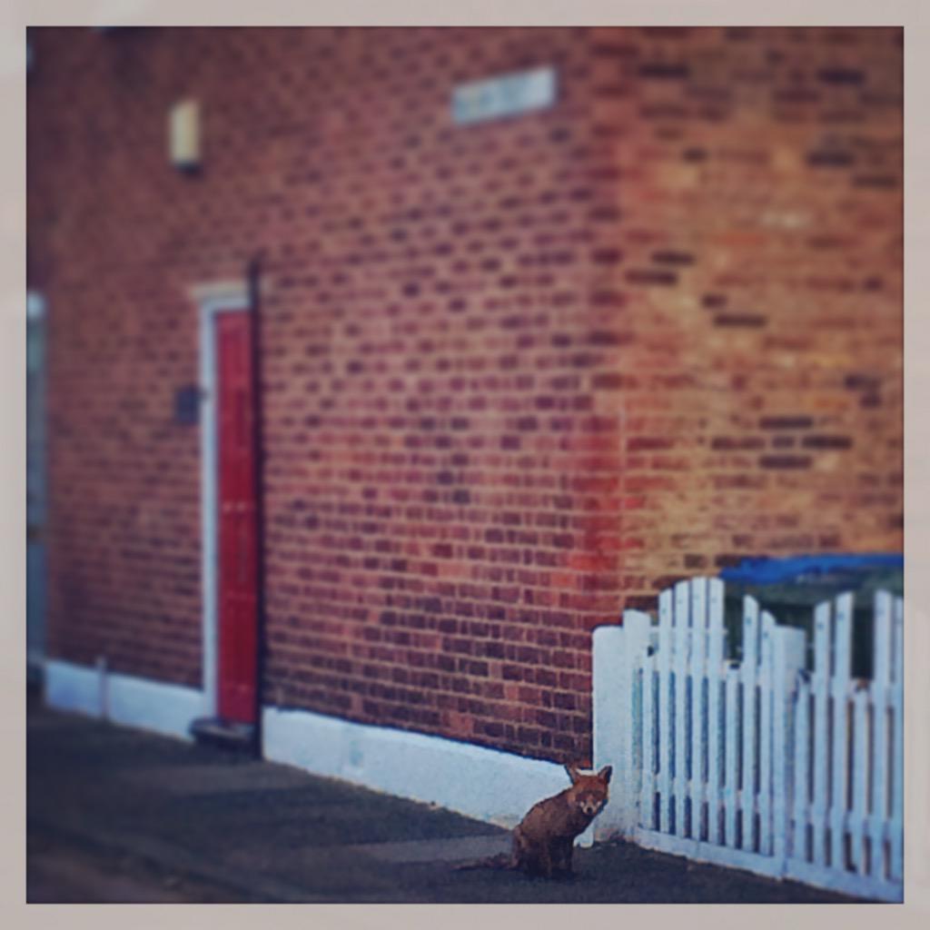 Dogweekender's tweet image. Always a fox about. #Greenwich #London #urbanfox