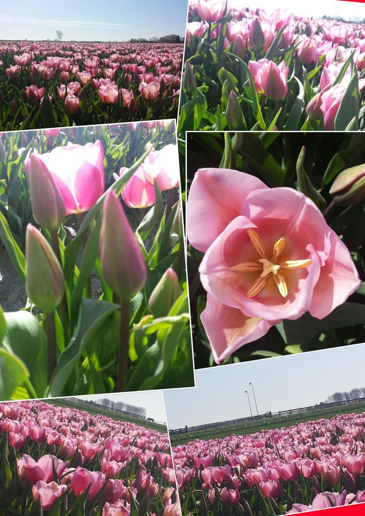 Peperplant tweet picture