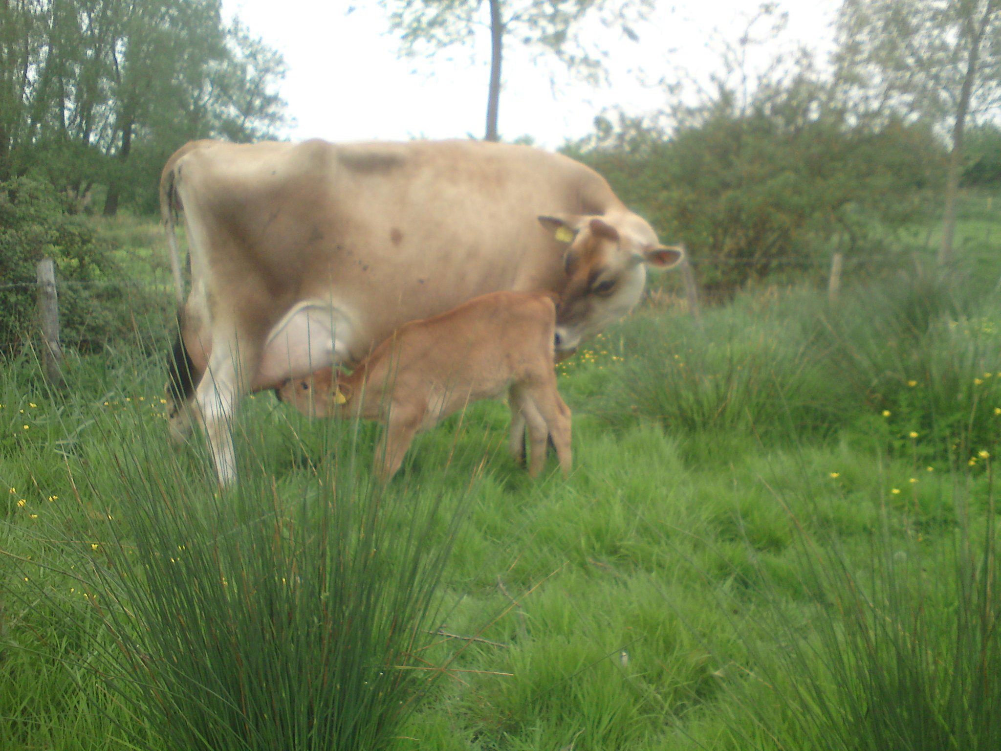 The Calf at Foot Dairy®️ on Twitter "Watch the cows being milked