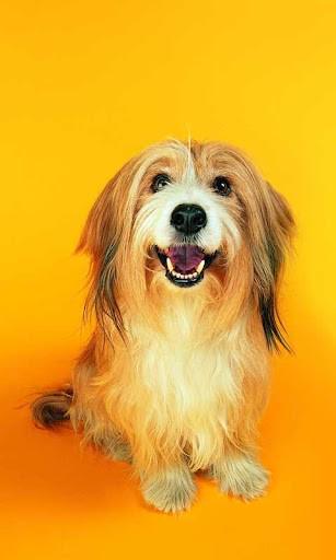 andrewgraham56's tweet photo. Pet Photography http://t.co/kafRQZVI06
