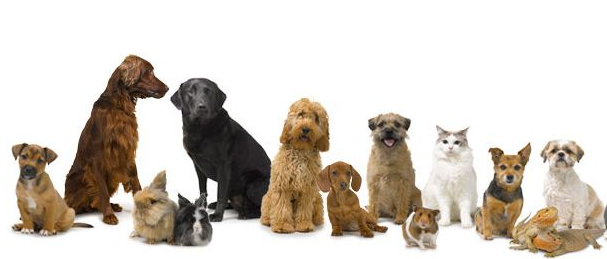 andrewgraham56's tweet photo. Pet Photography http://t.co/kafRQZVI06