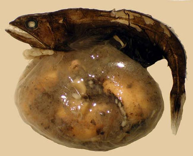 KnowFactsDaily's tweet image. This Fish can eat a Prey 10 Times its own Size. Its SHOCKING what this fish can do!
bit.ly/15LWYqt