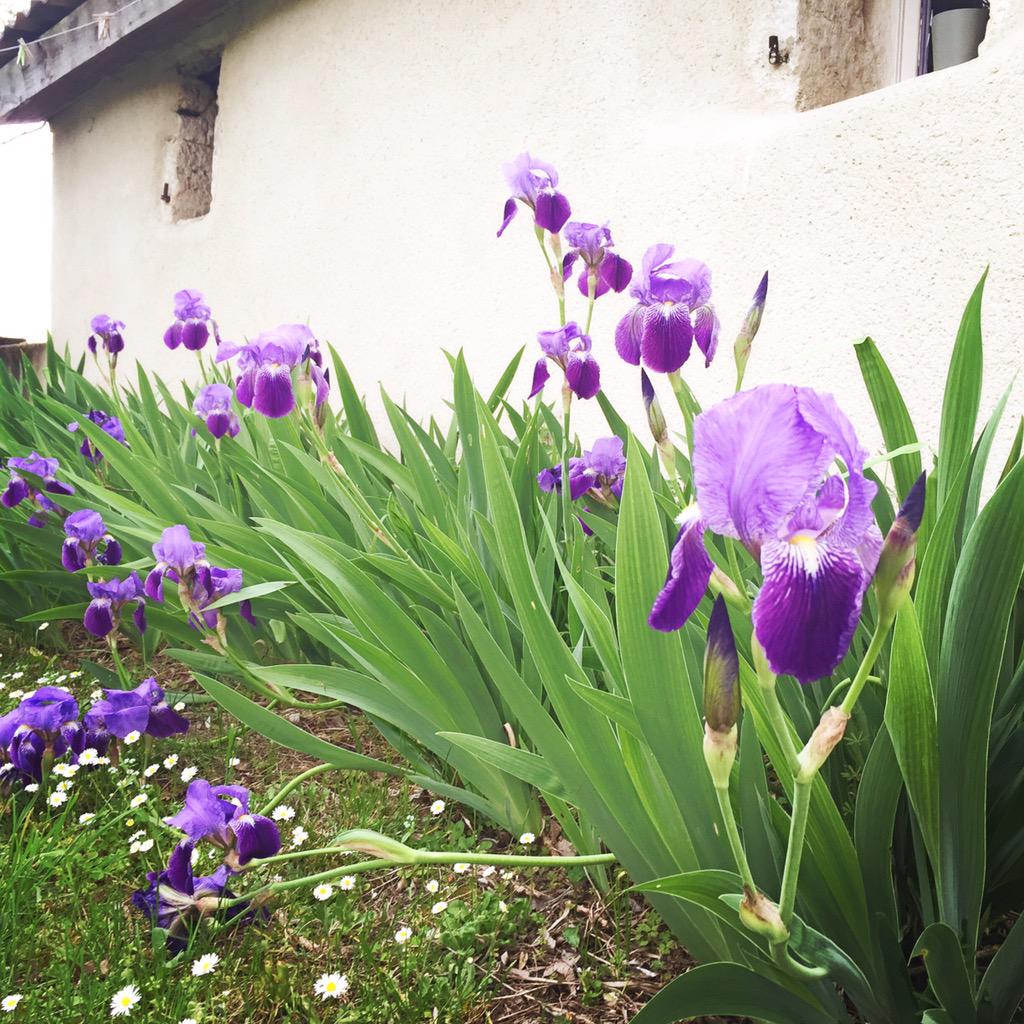 The irises have returned <a href="/Bassiviere/">Bassiviere</a>.Love those flowers