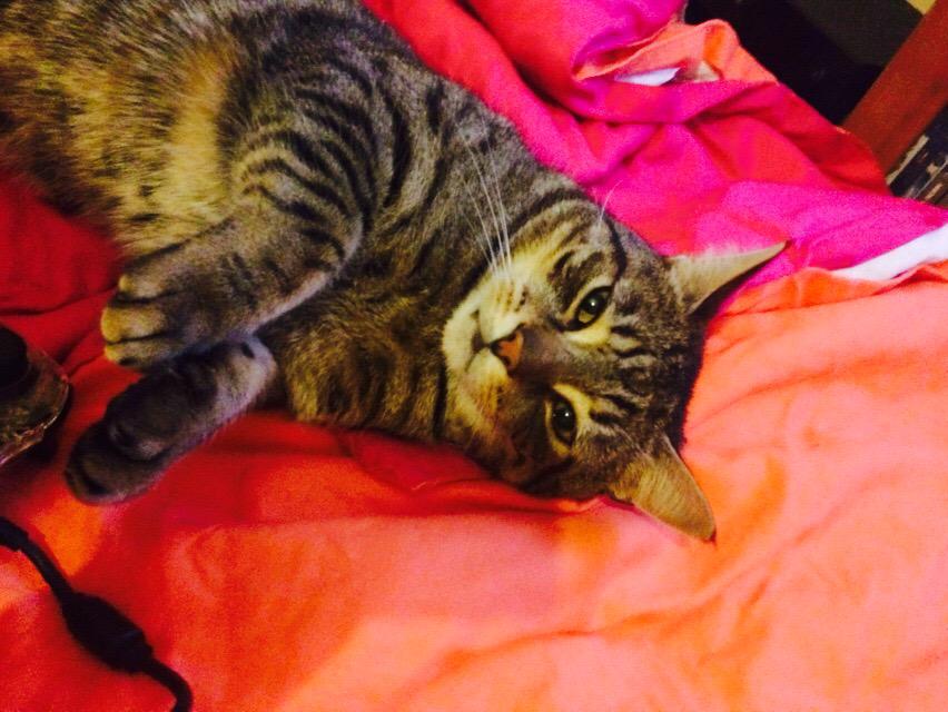 xSparklyxxx's tweet image. @O2 #O2HappyCat  Tigger looking as happy as he can be :)