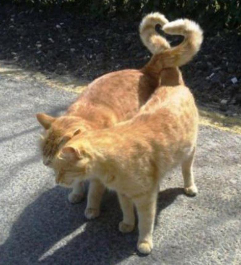 Awww purrrrfect match! !