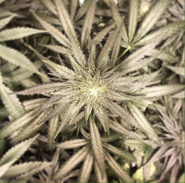 mamahemp1's tweet photo. Quiero fumar mi #MamaGanjah Quiero cultivar libremente mi #MamaHemp #NormalizaciónYa #AutoCultivo #AutoConsumo http://t.co/lBYJPzmivE