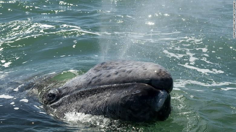 CNN's tweet photo. Gray whale swims 14,000 miles and into the record books: http://t.co/qPwDmTXIIq http://t.co/u5gi1KWPEM