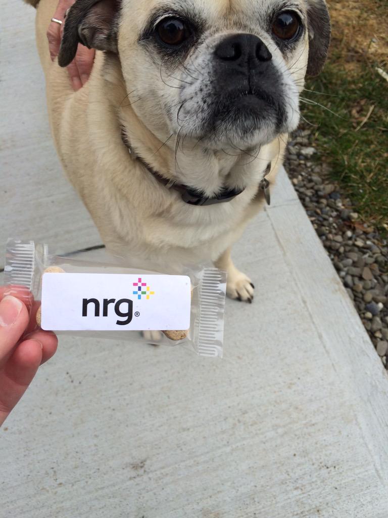 315SolarGirl's tweet photo. #nrgsolardogs #nrghomesolar http://t.co/qZEvsRij03