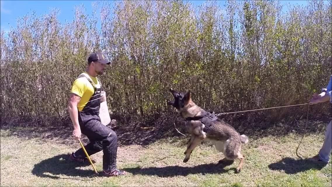 dogs_xtreme's tweet photo. Mangas de entrenamiento RADDOG distribuidor Mascotero Shop (Yecla/Murcia) http://t.co/j1uz0CaOzg