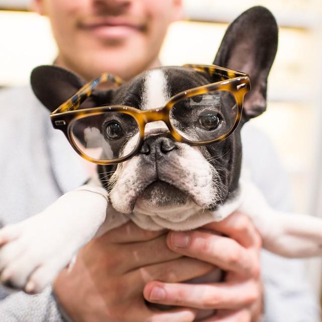 WarbyParker's tweet photo. A #tbt from @thedogist: Sir William wearing Duckworth at our @warbybarker event in New York. http://t.co/VQnyBGds1g