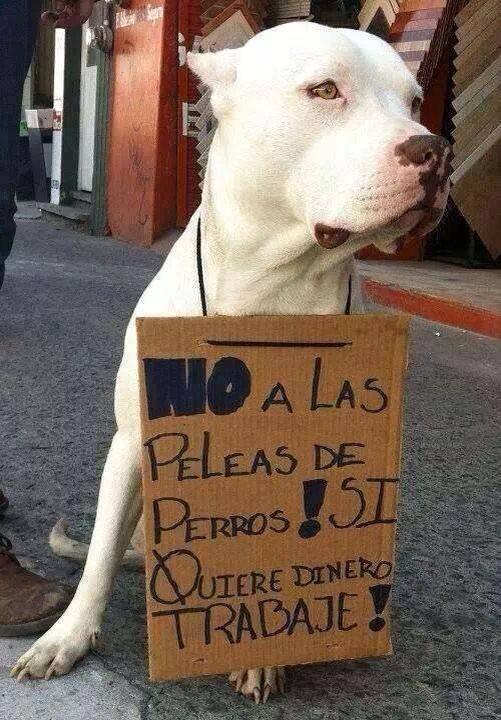 guardiacivil's tweet photo. Todavía hay gente que disfruta con esta #animalada. Colabora y ayúdanos a erradicar las peleas de perros.

#Denuncia http://t.co/okcF40723g