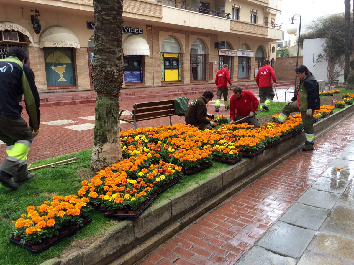 AjCalafell's tweet photo. Plantant clavells de moro aquest matí. Som Vila Florida #viuCalafell @VilesFlorides http://t.co/fB6RqKT00m