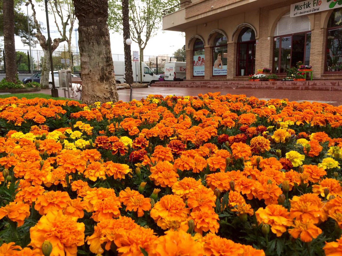 AjCalafell's tweet photo. Plantant clavells de moro aquest matí. Som Vila Florida #viuCalafell @VilesFlorides http://t.co/fB6RqKT00m